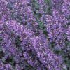 Nepeta Dropmore